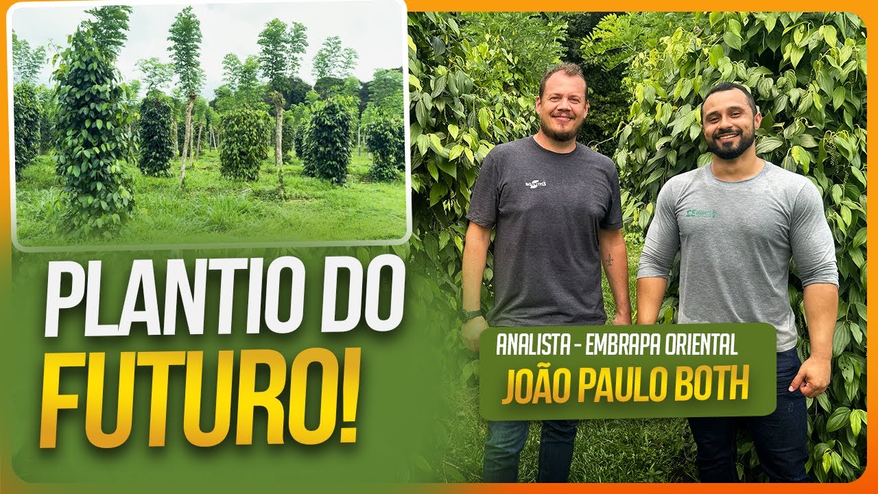 Plantio de pimenta do reino em tutor vivo de GLIRICÍDIA | Conversa no Campo EP 06