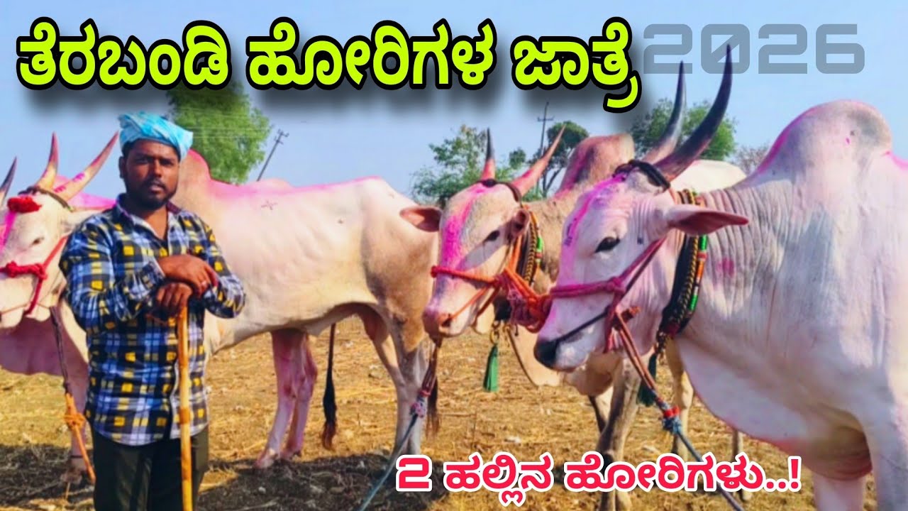 ತೆರಬಂಡಿ ಹೋರಿಗಳ ಜಾತ್ರೆ| ಯನಗುಂಟ ಎತ್ತಿನ ಜಾತ್ರೆ| 2026ರ ಜಾತ್ರೆ