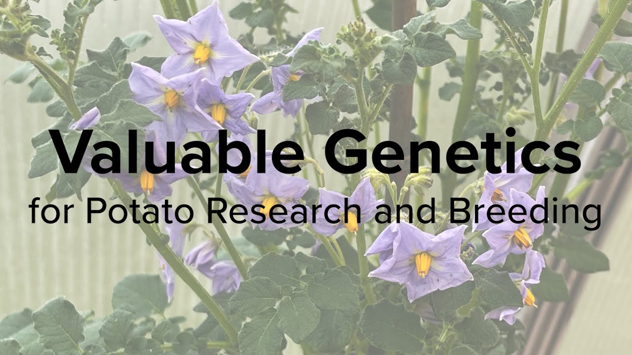 Valuable Genetics for Potato Research and Breeding