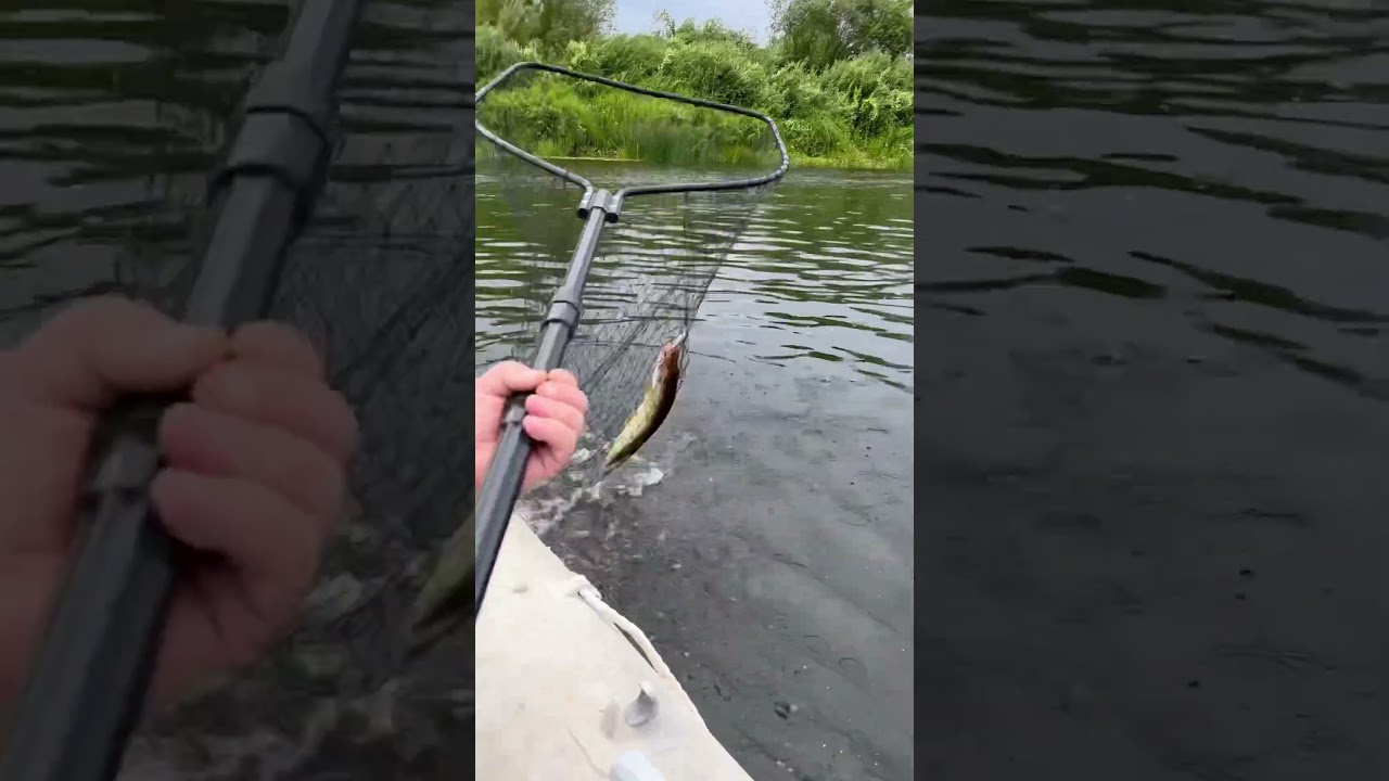 Fishing-zveja