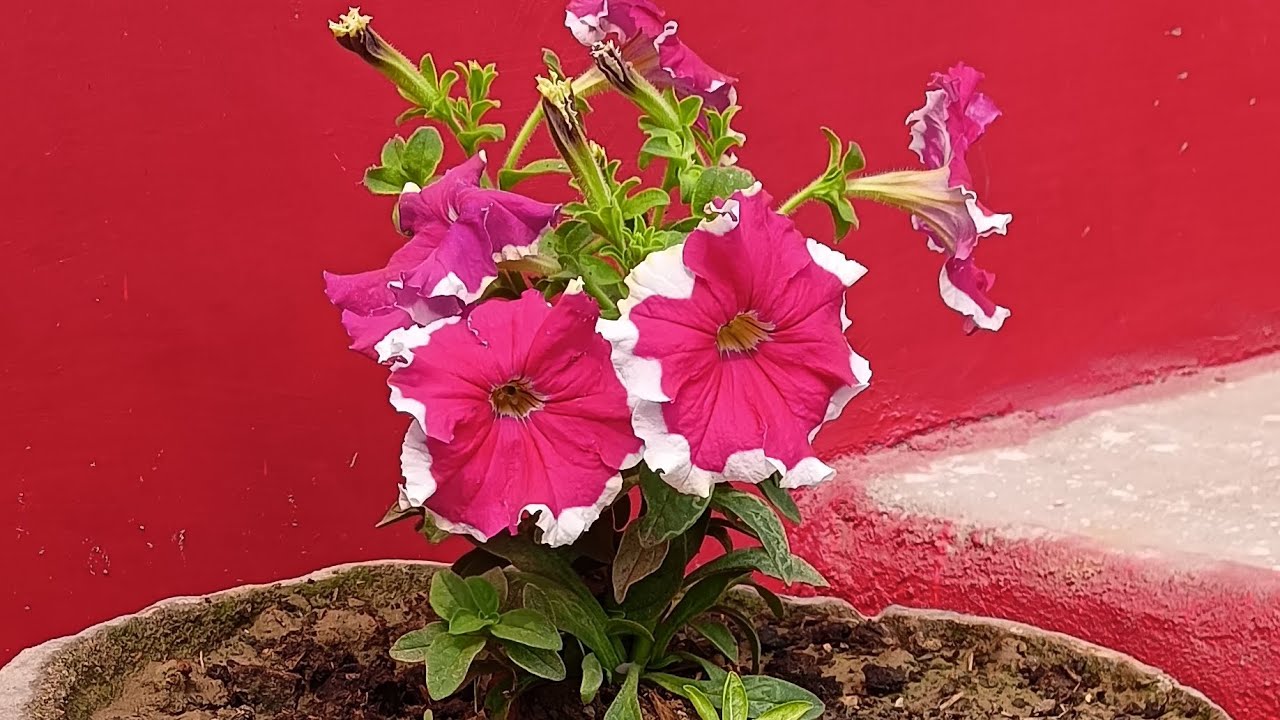 Planter making tutorial | Amazing cement pot craft idea 