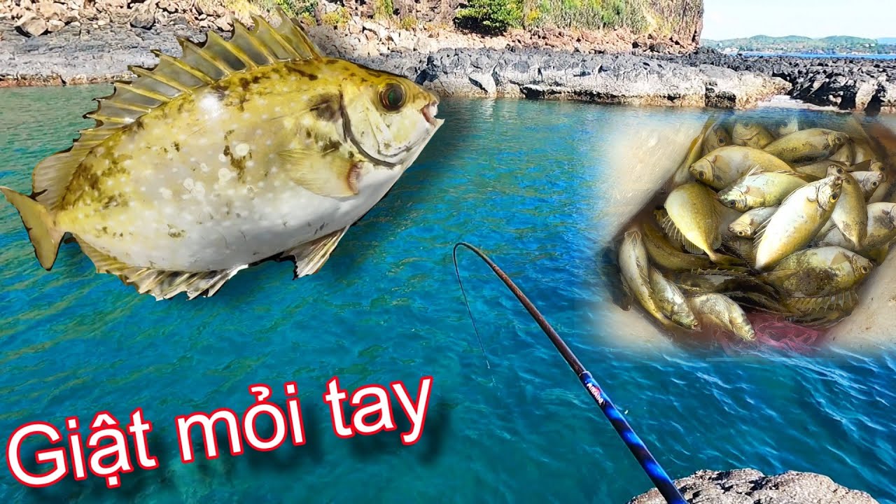 câu cá dò tuy an