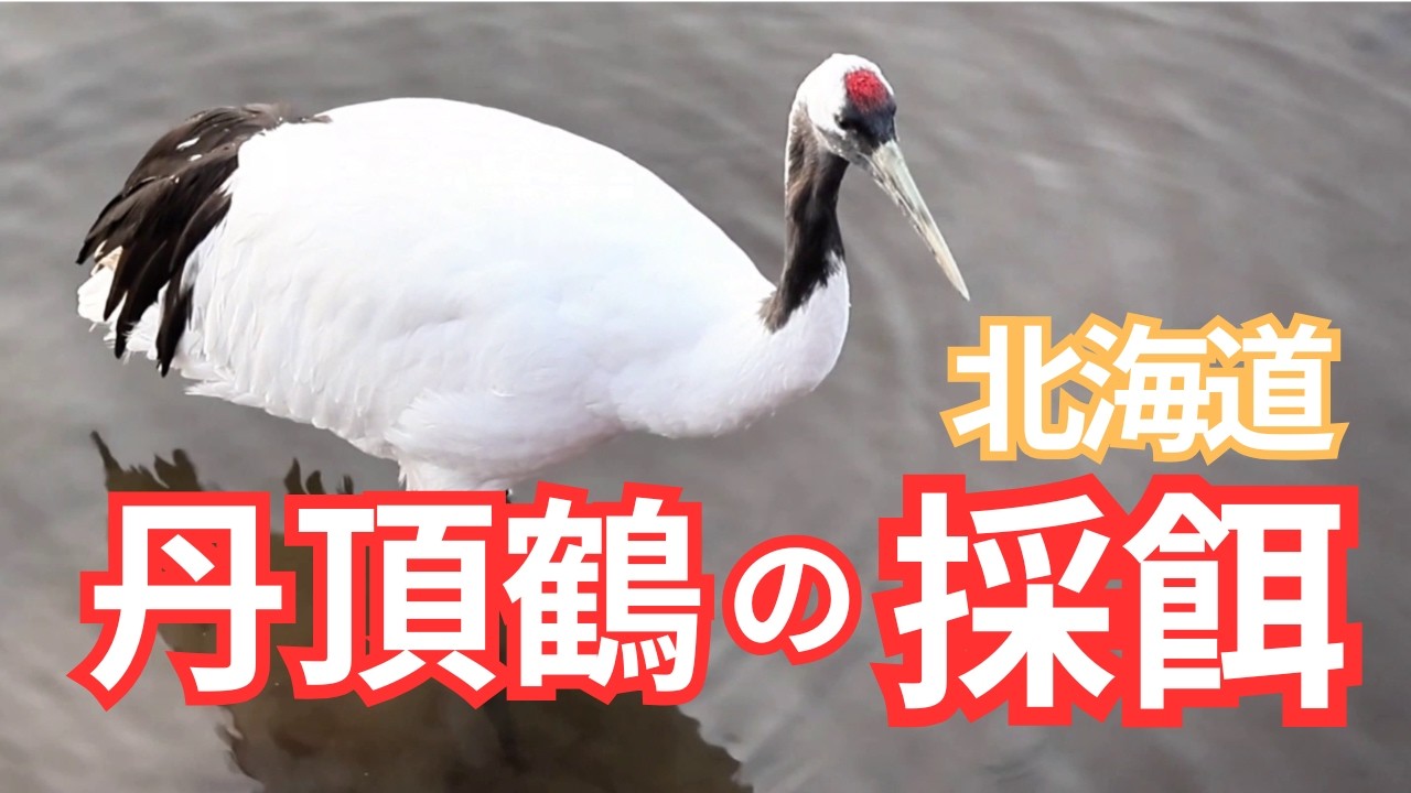 【音羽橋】早朝｜タンチョウの採餌と静かな瞬間/ Red-crowned Crane Feeding in Early Morning | Tsurui Village, Hokkaido