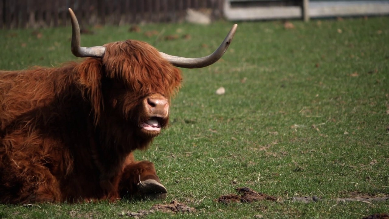 Invergordon Shore Excursion by WOW Scotland Tours