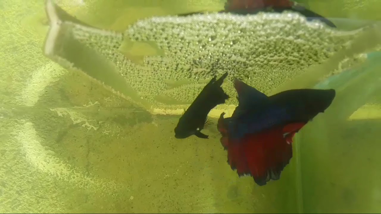 Reproducción de bettas esplenders paso a paso