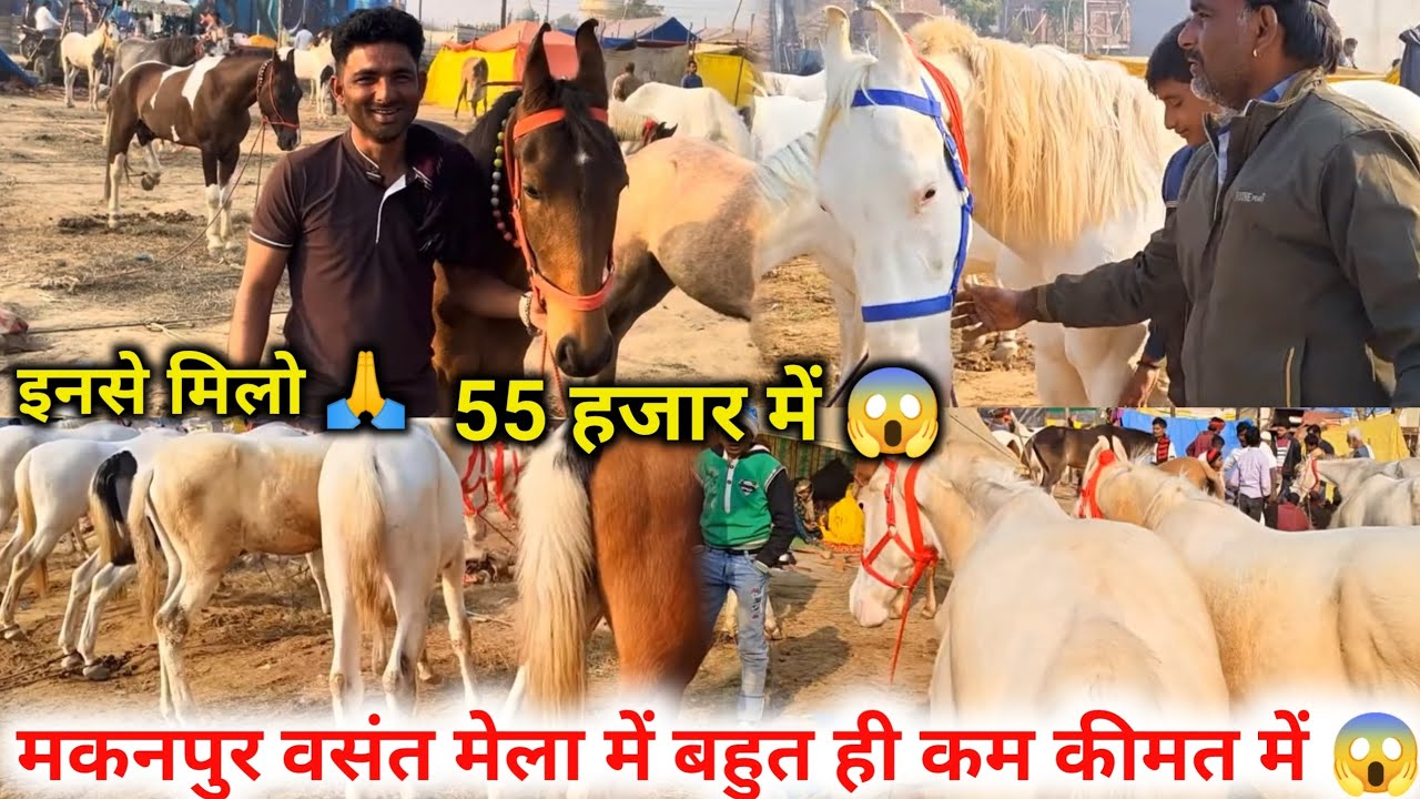 मकनपुर मेले में मात्र 55 हजार से 😱 अच्छे घोड़ा घोड़ी मिल रहे हैं इनसे मिलो 🙏