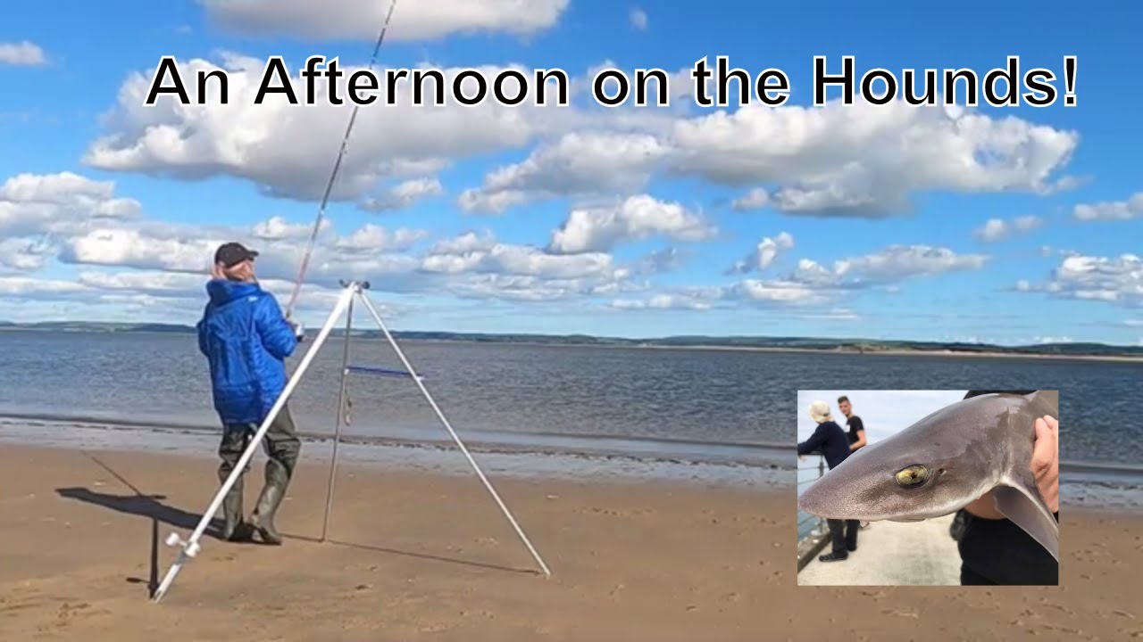 An afternoon sea fishing on the Smooth Hounds at Burry Port !
