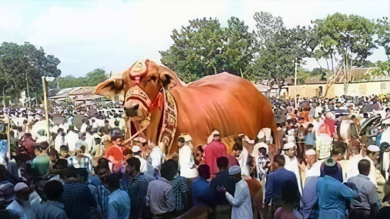 ಬೆಂಗಳೂರಿನಲ್ಲಿ ಅತೀ ದೊಡ್ಡ ಬಸವಣ್ಣ ಇದ್ದಕ್ಕಿದ್ದಹಾಗೆ ಕಲ್ಲಿನ ಬಂಡೆ ಆಗಿದ್ದು ಹೇಗೆ | Basavanagudi Bangalore