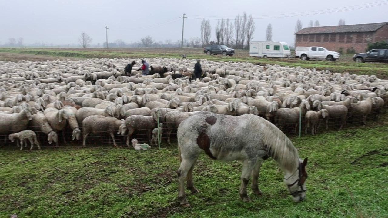 Un gregge alla Sforzesca di Vigevano