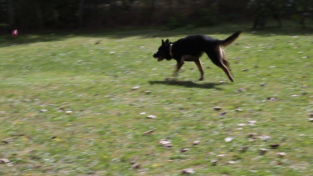 Gilda - Refuge de l'Angoumois