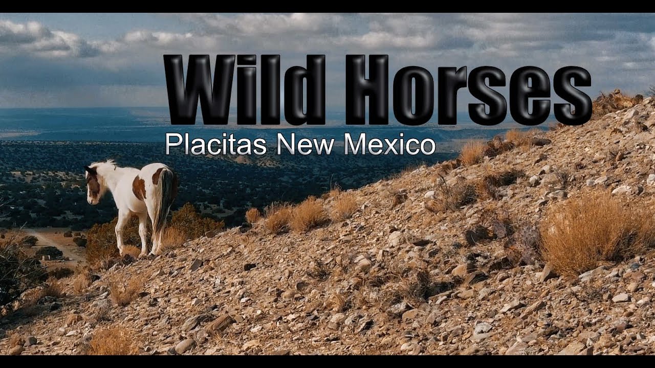 Wild Horses  -  Placitas NM