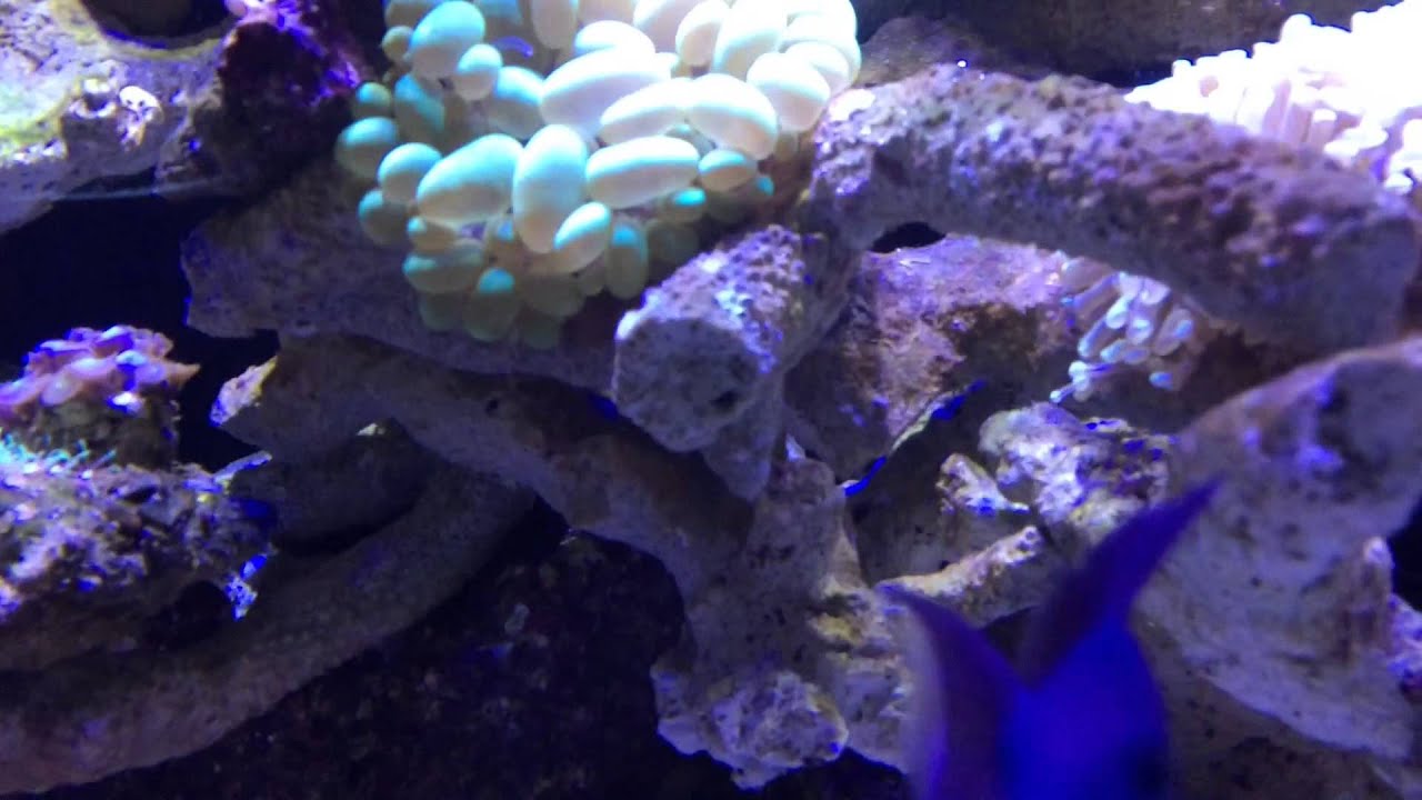Documental pez lábrido 6 líneas (pseudocheilinus hexataenia)