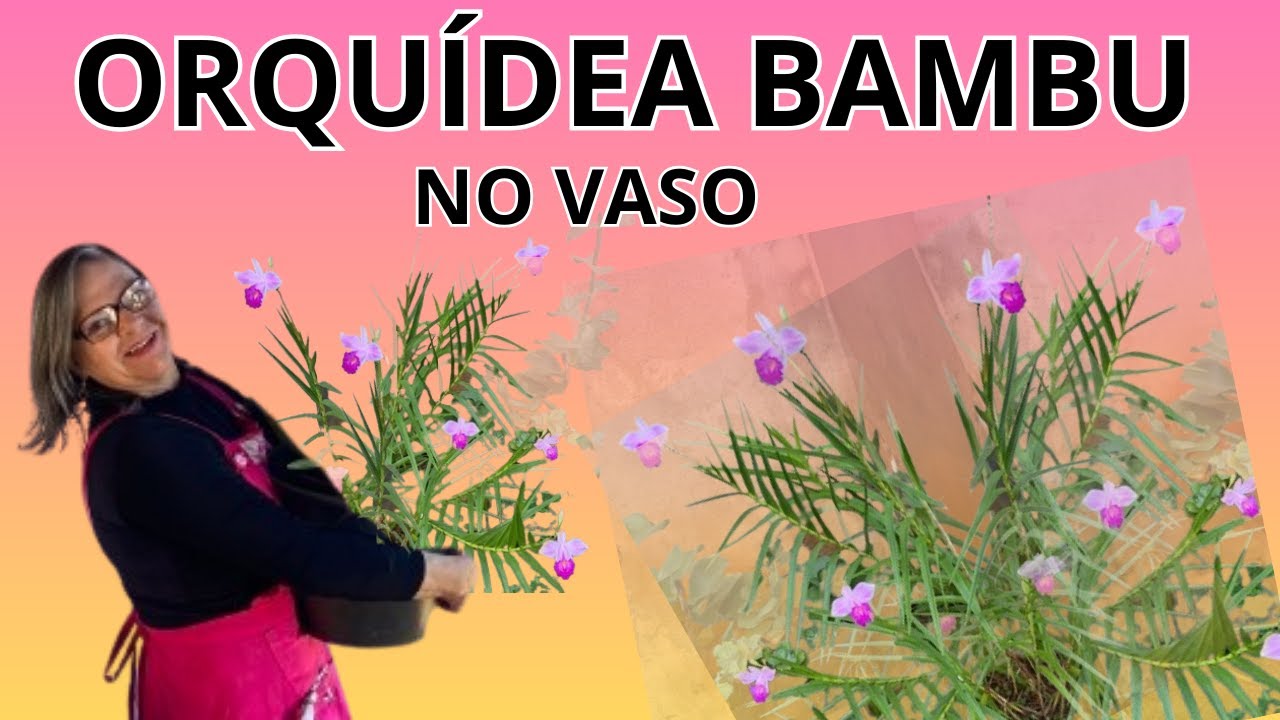 ORQUÍDEAS TERRRÍCULAS NO VASO:  Plantar e Cuidar da Orquídea Bambu - PASSOA PASSO