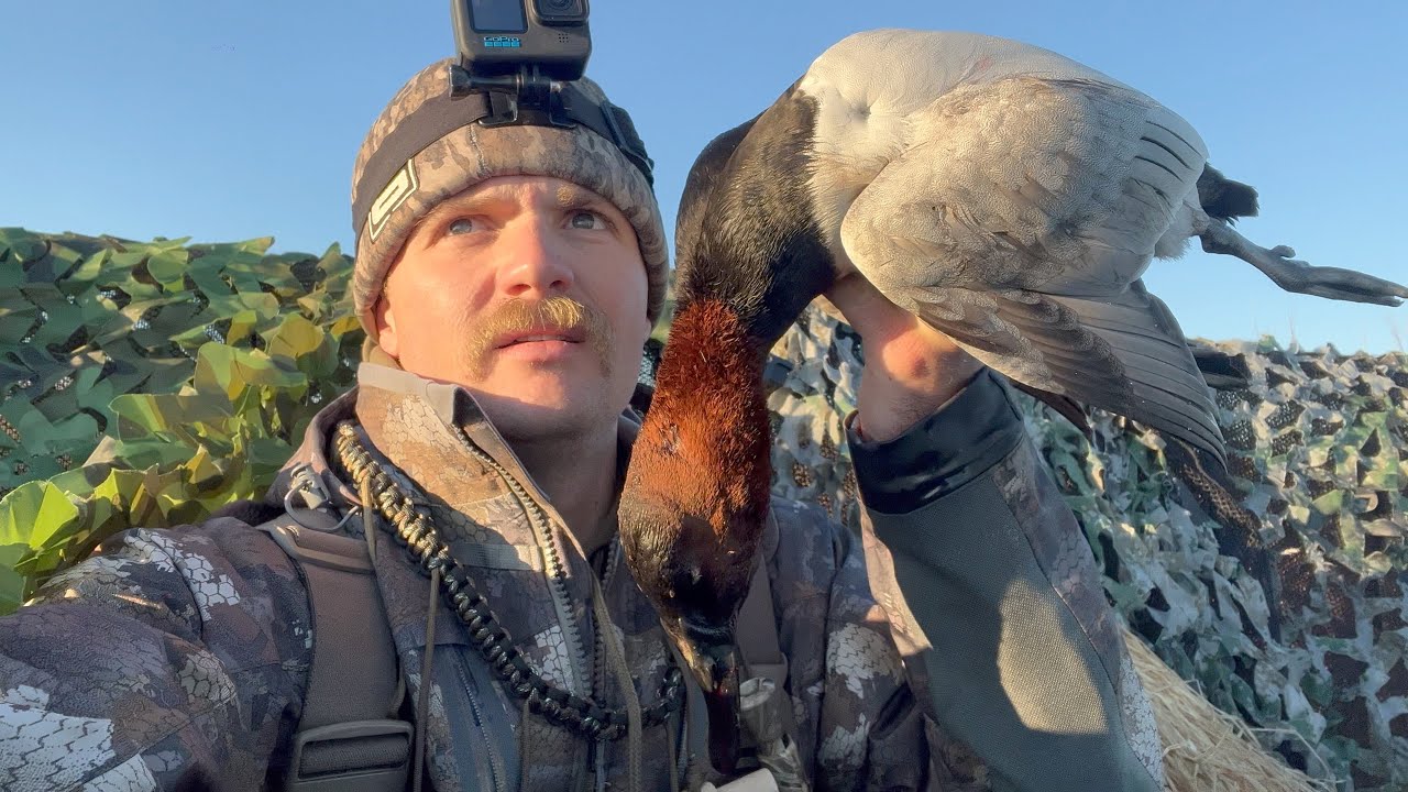 VA Public Ducks || The King of Ducks