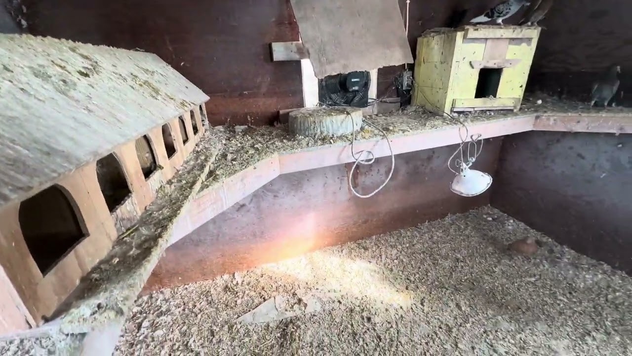How and where to raise pigeons in winter
