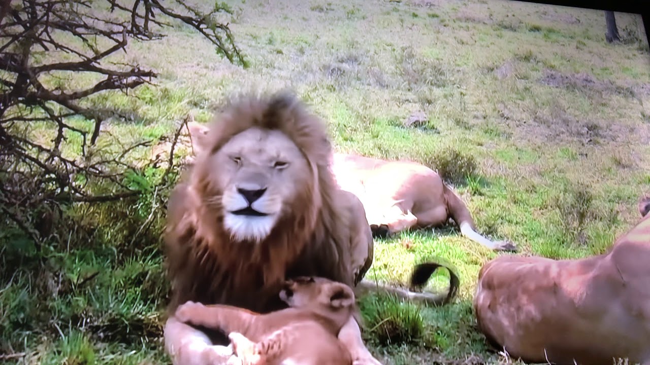 Father lion spend a day with the cubs