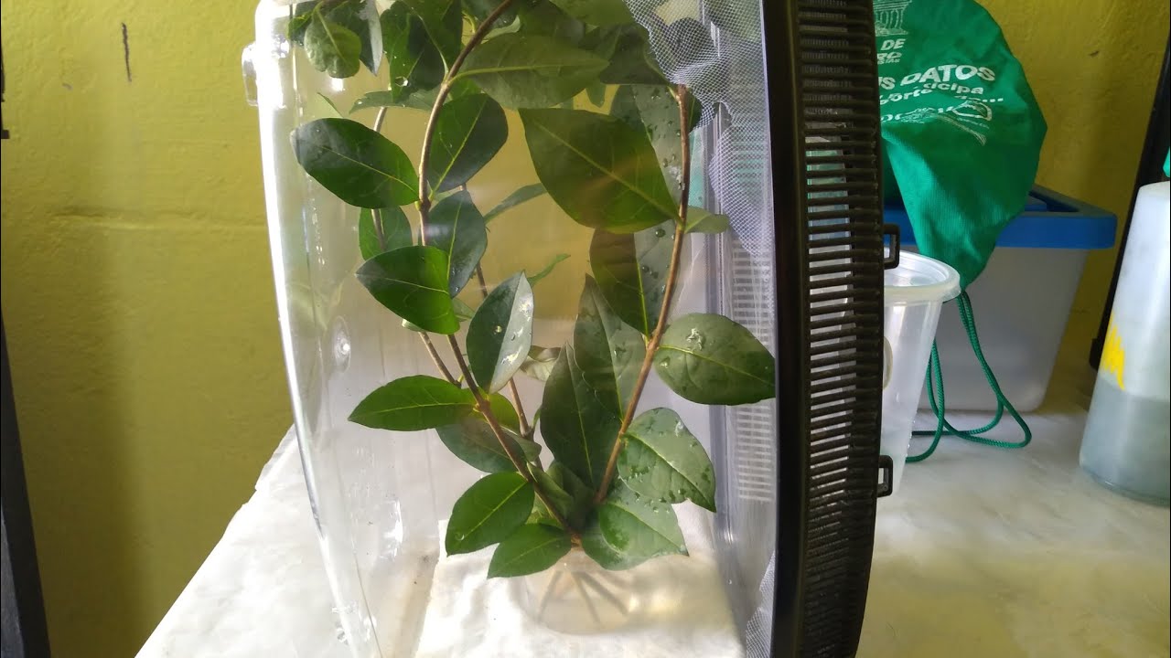 Ninfas Peruphasma schultei (terrario, info general) - Phasma Mx