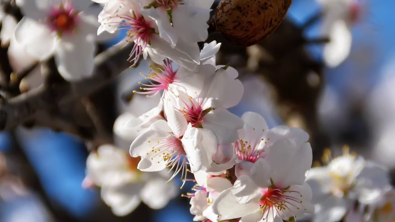 Andalusische Mandelbl&uuml;te 2015 - Flor del almendro