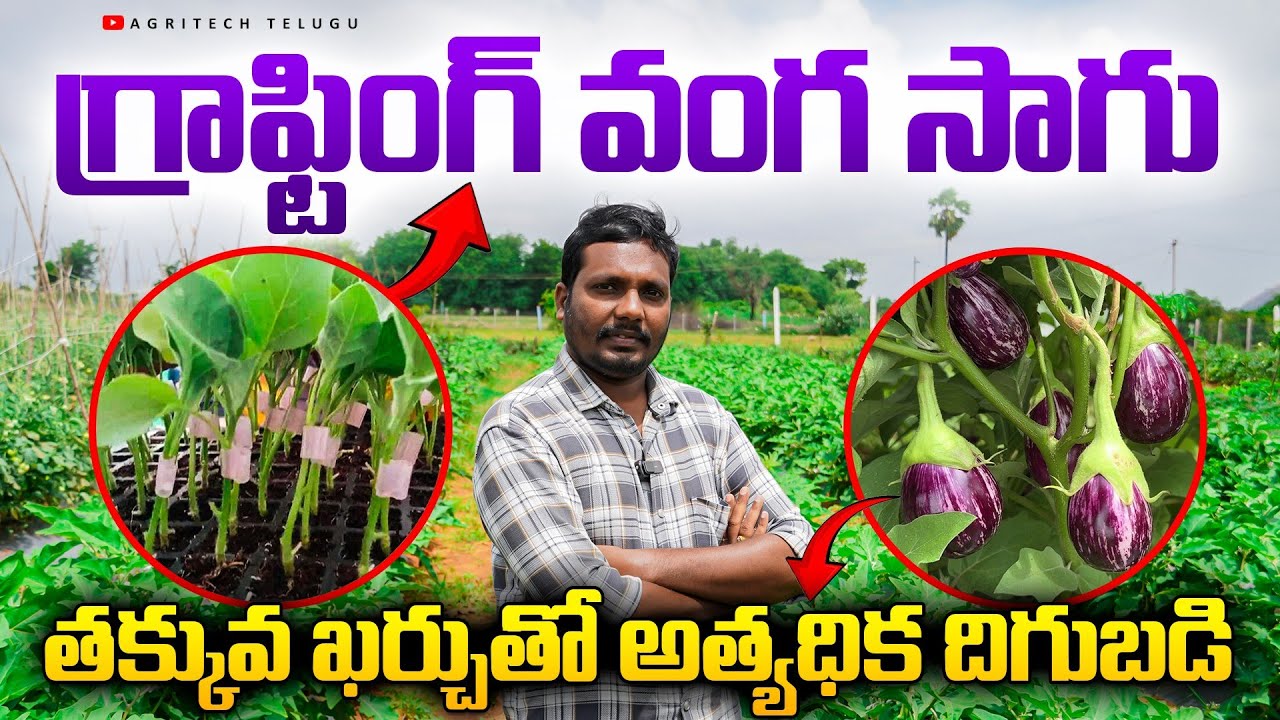 గ్రాఫ్టింగ్ వంగ సాగు | Grafted Brinjal Farming | Brinjal cultivation | AgriTech Telugu
