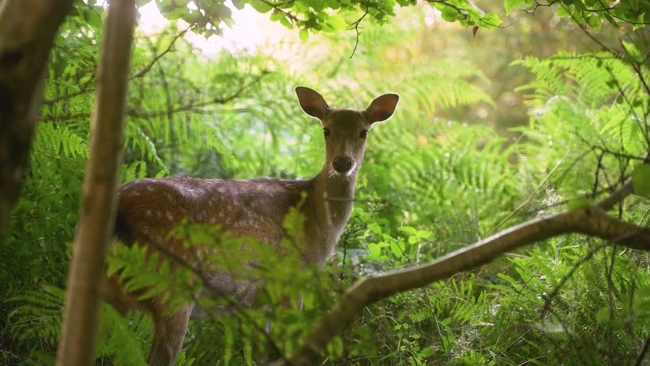 The Deerstone Luxury Eco Hideaway