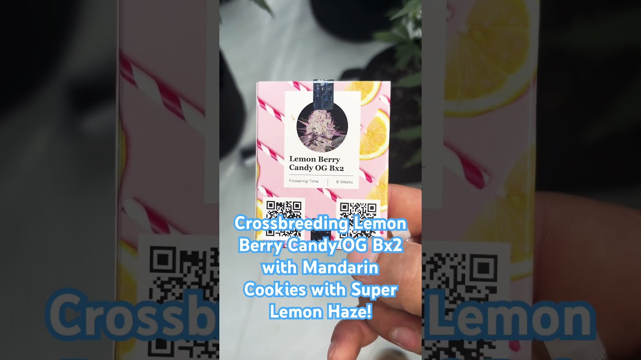 Lemon Berry Candy OG Bx2 x Mandarin Cookies x Super Lemon Haze - coming up!!!