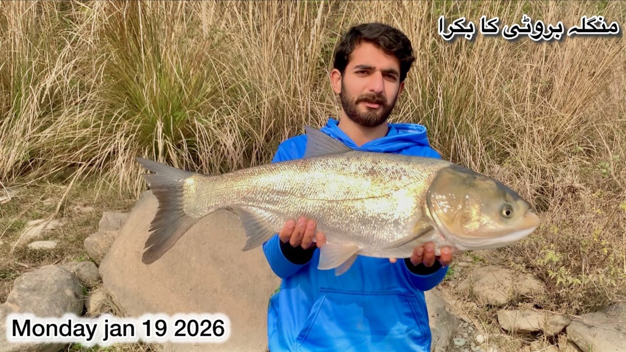 Amazing catch silver carp || Mangla bruti || Anees Shikari in action || zaberdast fight