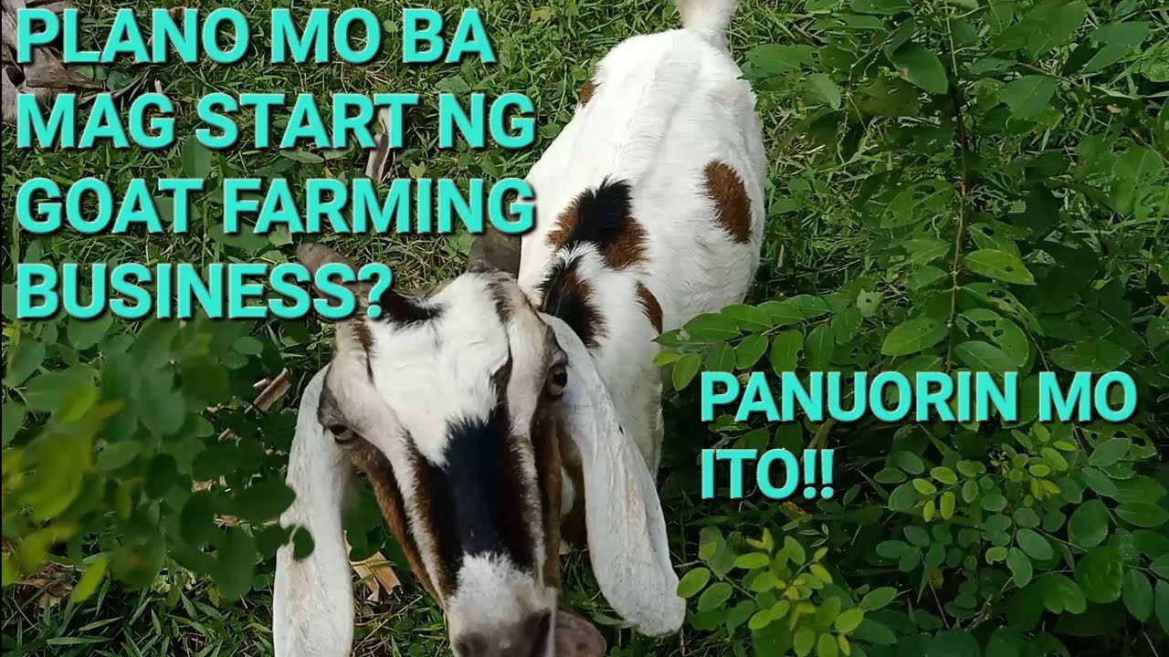 Mga bagay na dapat mong alamin bago ka magsimula ng goat farming business sa pinas!