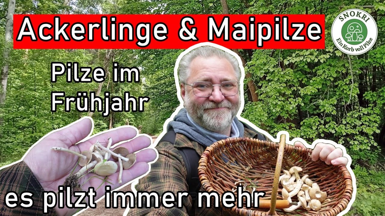 Ackerlinge und Maipilze und andere Pilze im Frühling 2025 - Es kommen immer mehr Pilzarten