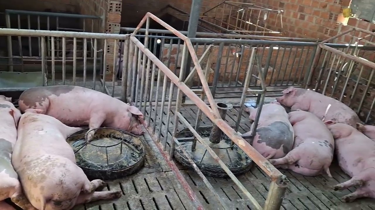 Thăm trang trai dê 'bò của hộ gia đình và thức ăn trong mùa nắng 