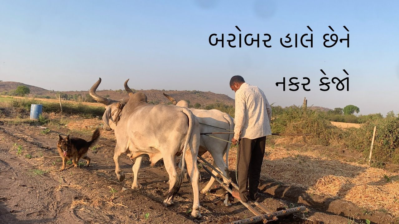 બરાબર હાલેને નકર કેજો😂#vairalvideo #trending #gujarativlog #farming #viral 