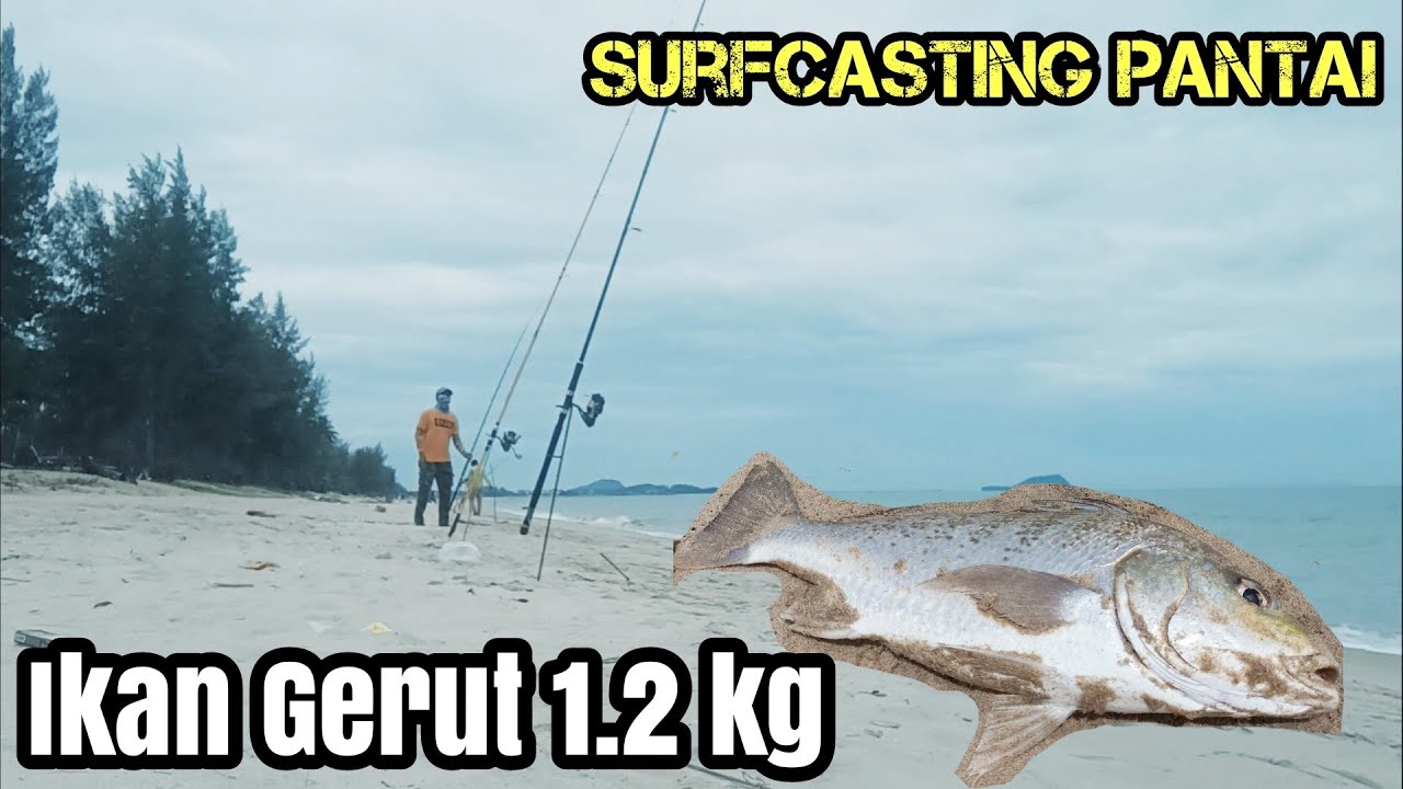 Surfcasting pantai | Strike Ikan Gerut 1.2kg | Unlock new species {Vlog 20}