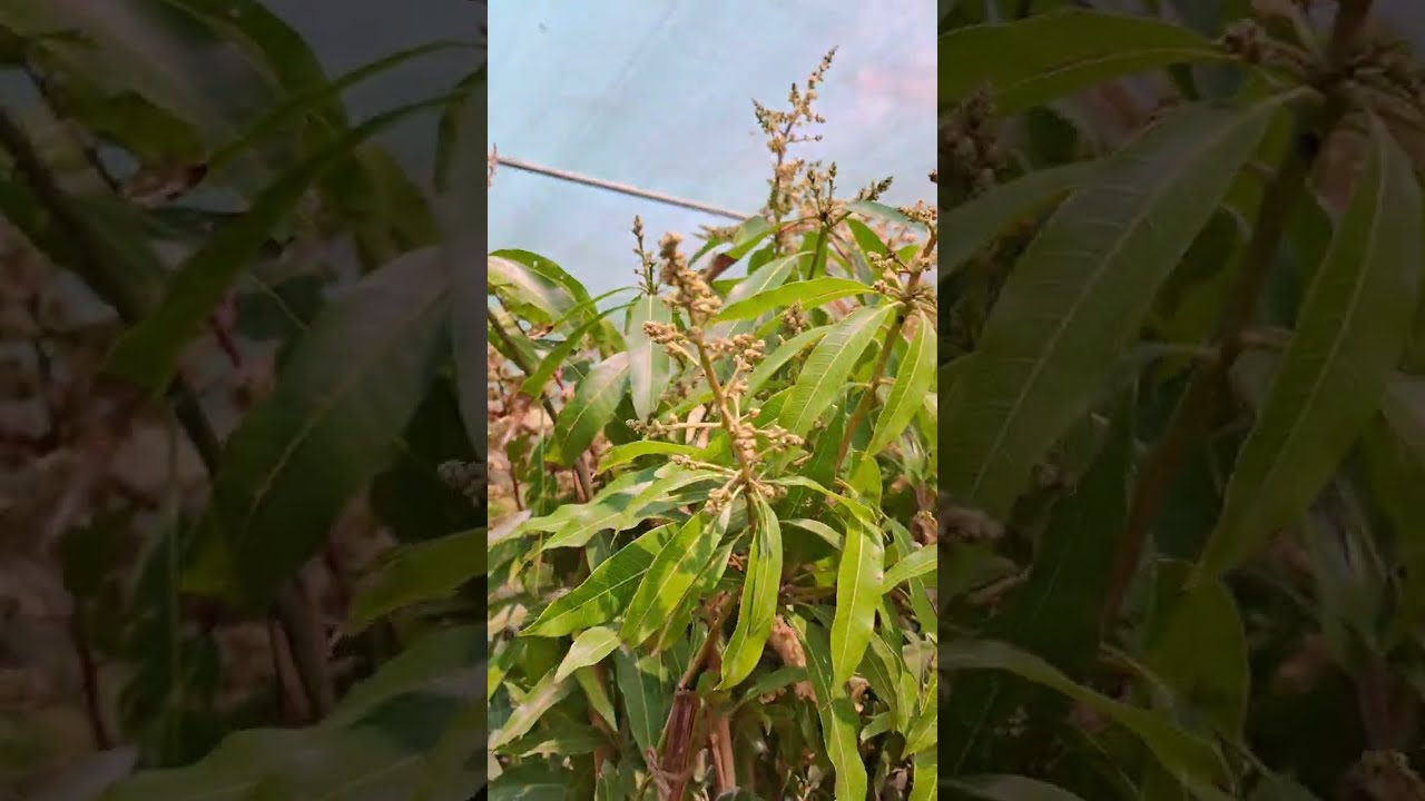 आज  हमने  अपने  गार्डेन में एक  नया पौधा शामिल किया #terrace garden # you tube video #vee's garden 
