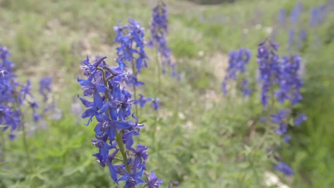 Wildflower Guide: Beautiful Native Plants on Utah's Wasatch Plateau
