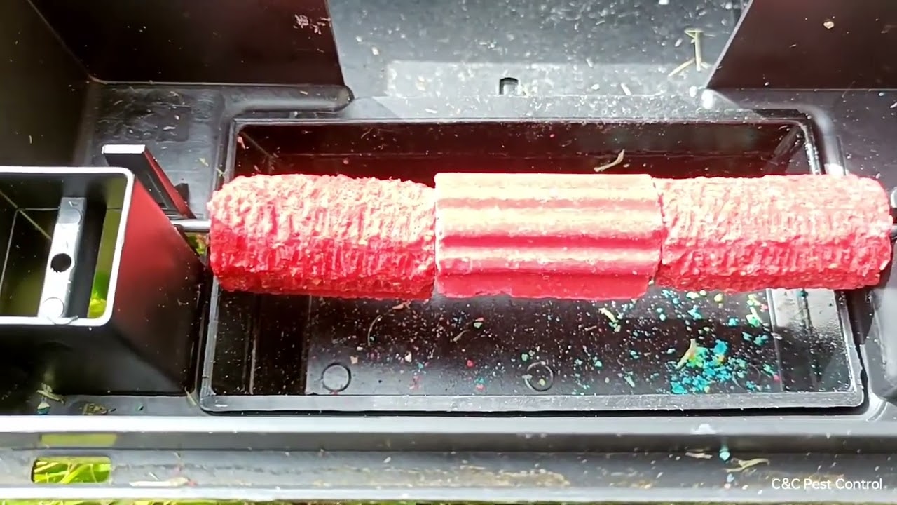 Rats Biting and Chomping on Rodenticide Rat Bait