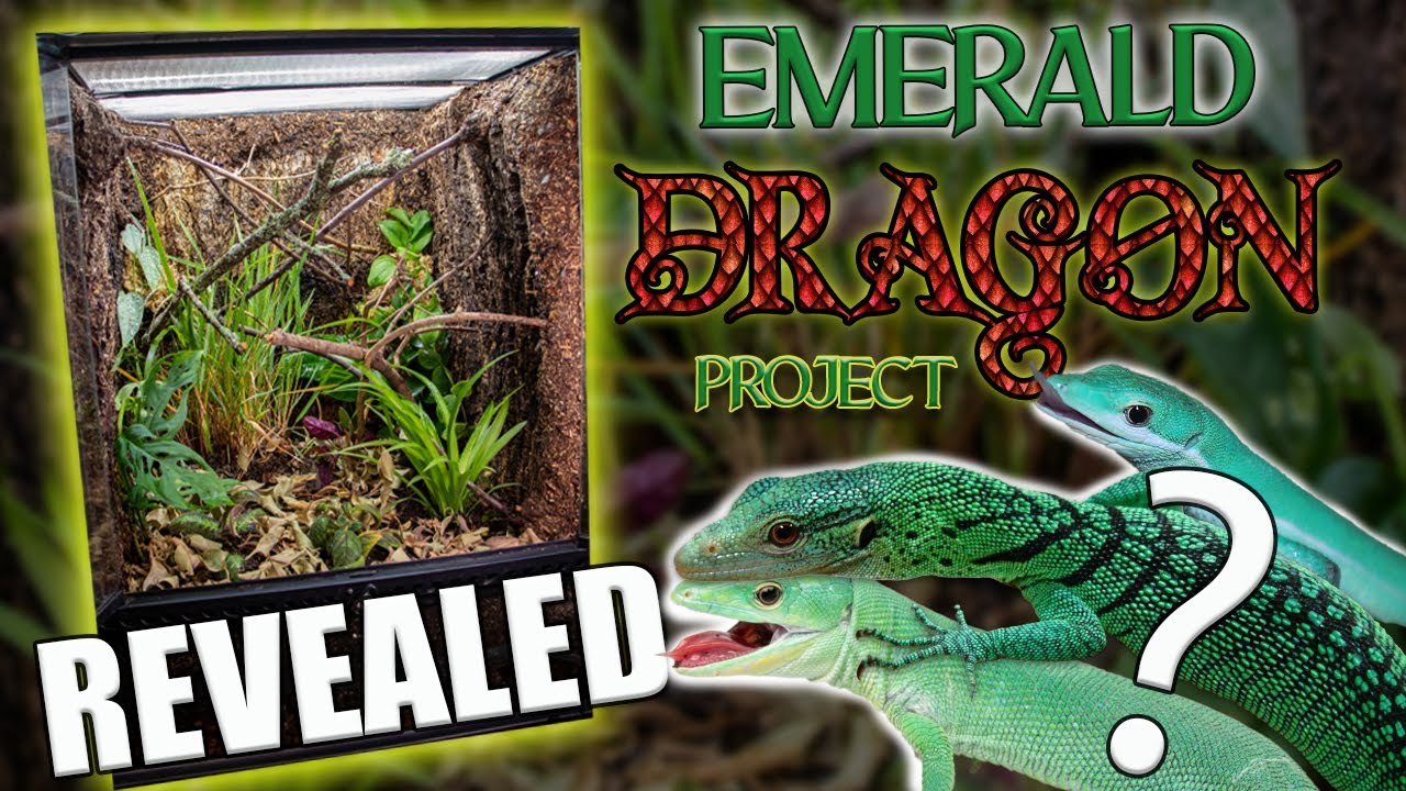 I GOT A DREAM REPTILE!! | REVEALING the EMERALD DRAGON PROJECT (EP. 1)