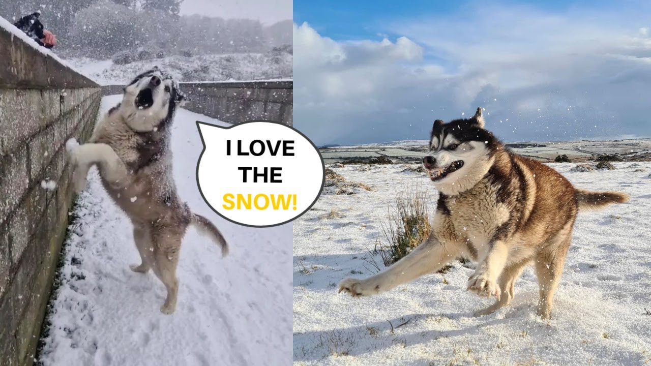 Husky Does Husky When The Snow Falls Down