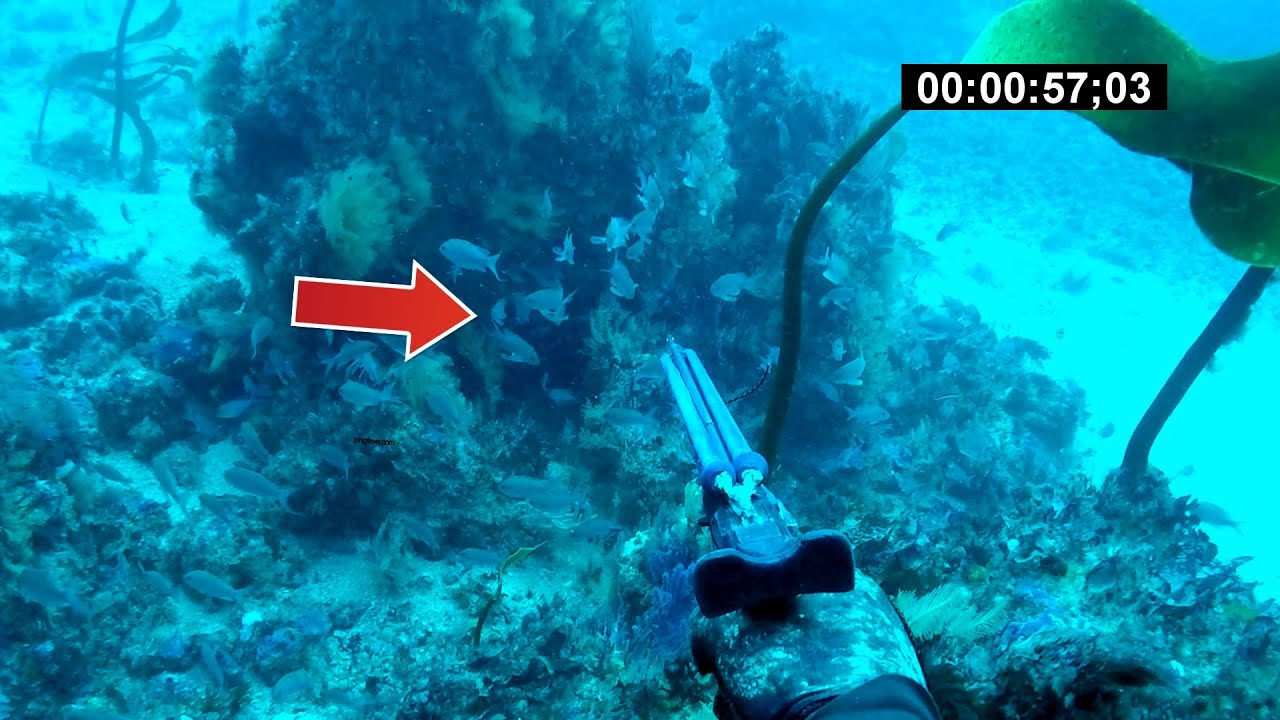 A la Caza del Mero, Dos Épicas Inmersiones en Pesca Submarina de Jose Carlos Saez