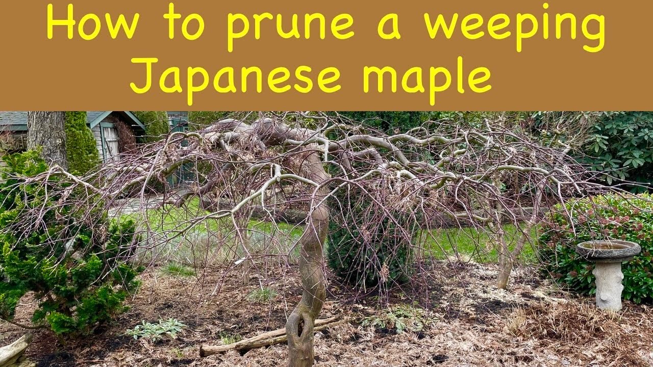 How to prune a weeping Japanese maple, step by step