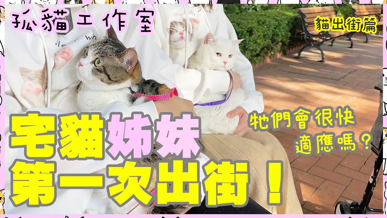 【孤貓工作室】之貓出街篇－宅貓姊妹第一次出街！牠們會很快適應嗎？