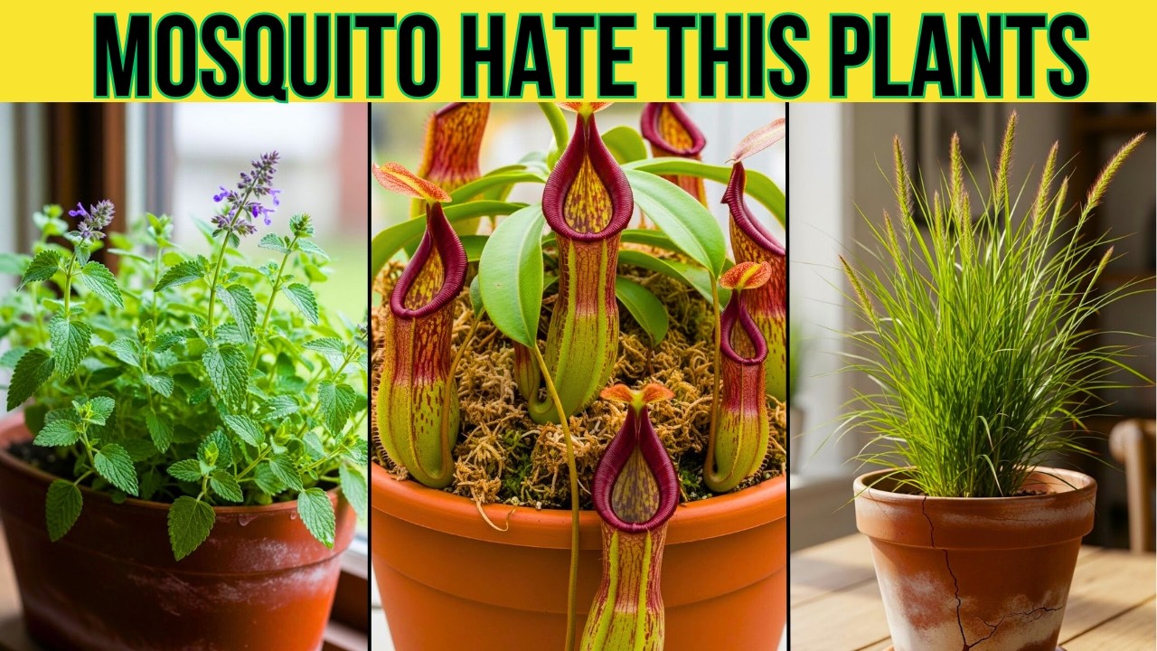 Put These 7 Plants in Your Home and Mosquitoes Will Disappear