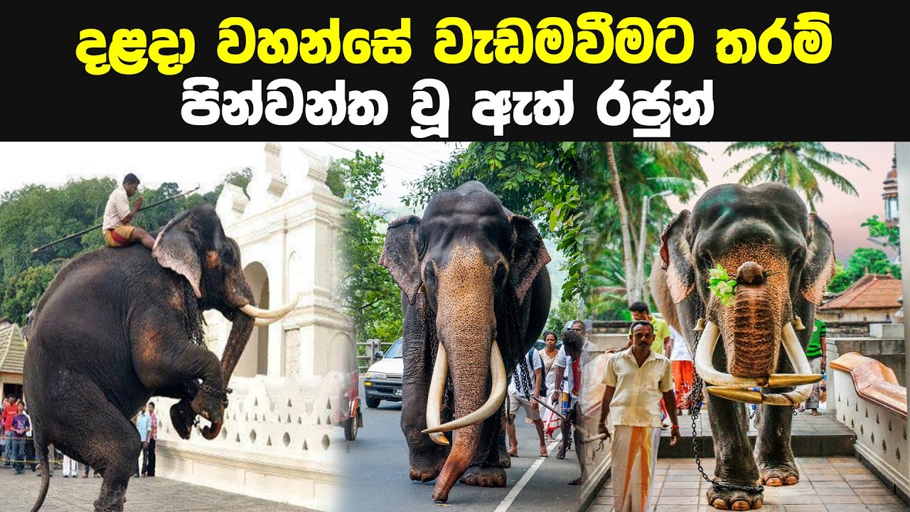 දළදා වහන්සේ වැඩම වු ඇතුන් සිව් දෙනා | Dalada Perahera 2022 Tuskers | nadungamuwe raja | Sinhala |