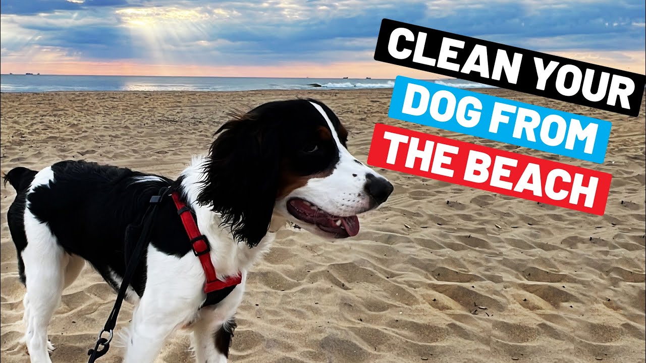 How To Clean Your Dog When Leaving The Beach To Avoid Sand Everywhere