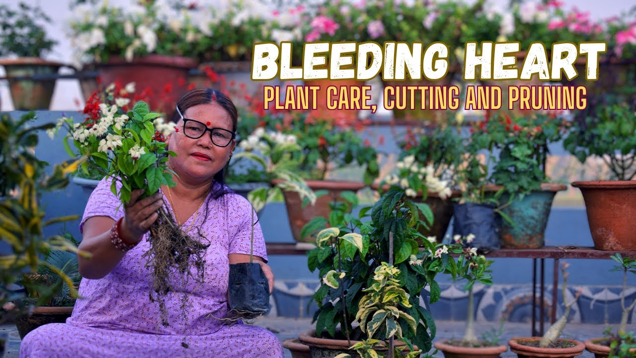 Bleeding Heart Plant Care, Cutting and Pruning I Nepali Garden Channel