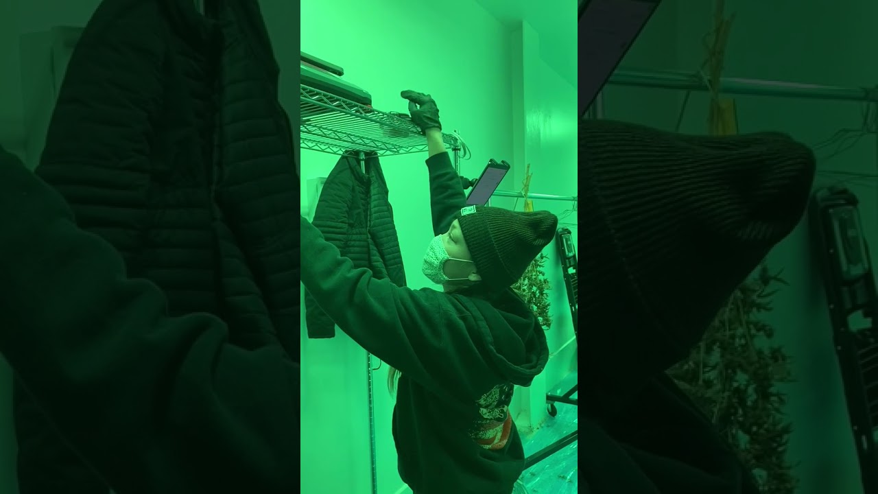 StashStock's METRC Integrated Scale In Use! Watch How Efficient It Is In Real Time!