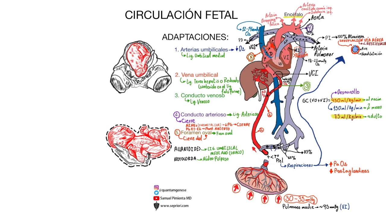 Circulación fetal (ACTUALIZACIÓN 2024)