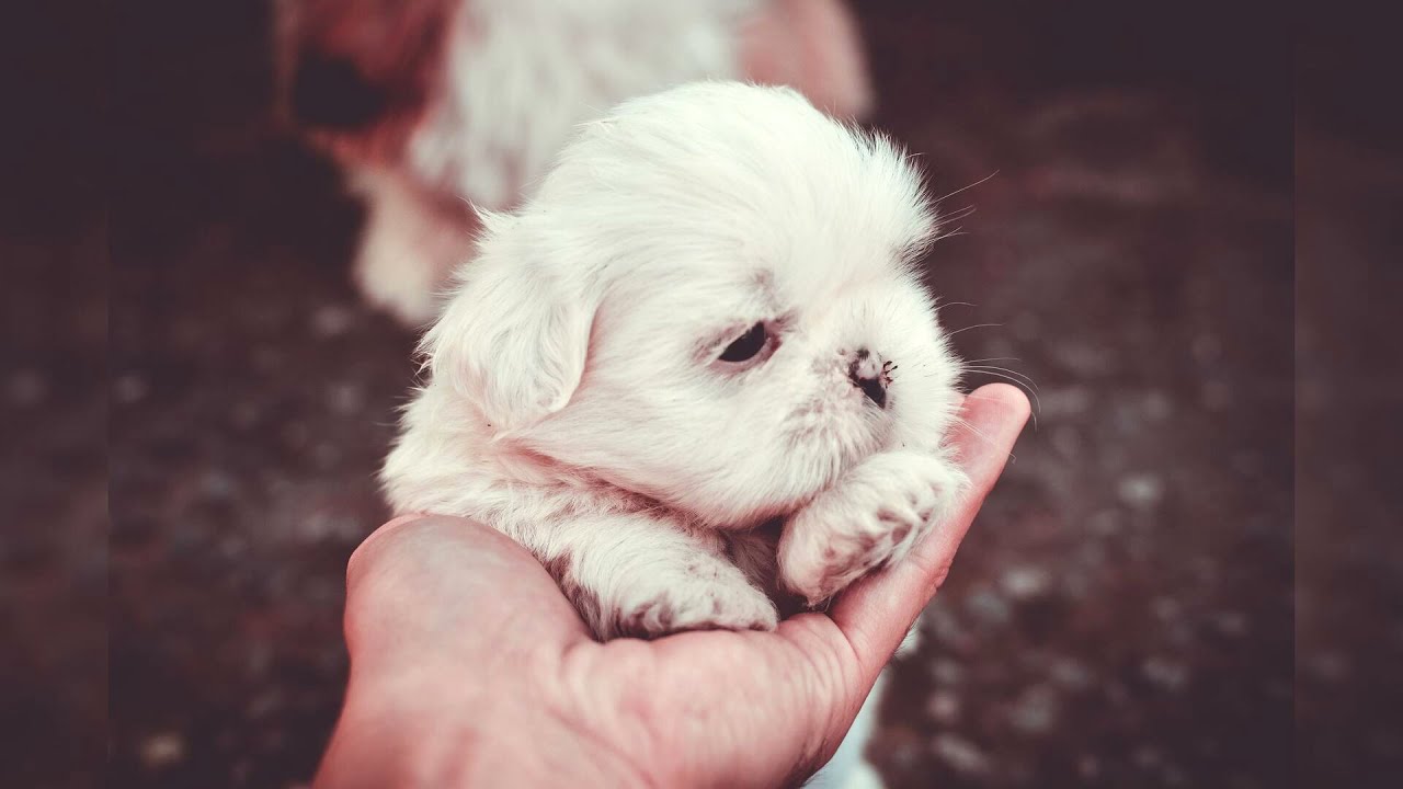 Shih tzu. Avantages et inconvénients, Prix, Comment choisir, Faits, Soins, Histoire