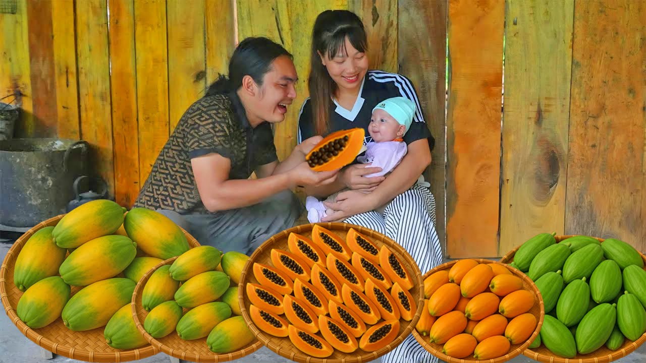 Harvesting Ripe Papayas to Sell at the Market – Life in the Forest - Building | SURVIVAL ALONE