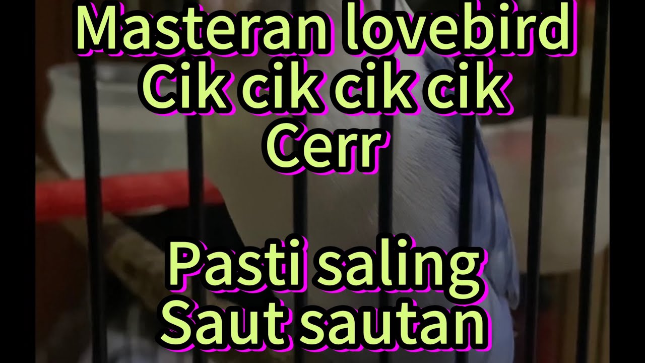 Masteran ringan cik cik cik cerr saling saut@Nanalovebird1402 