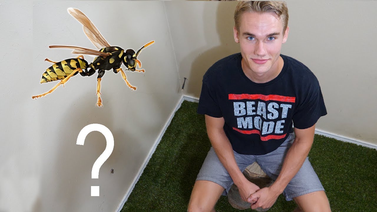 Should I Keep Pet Wasps in my Bedroom? - Keeping Wasps as Pets