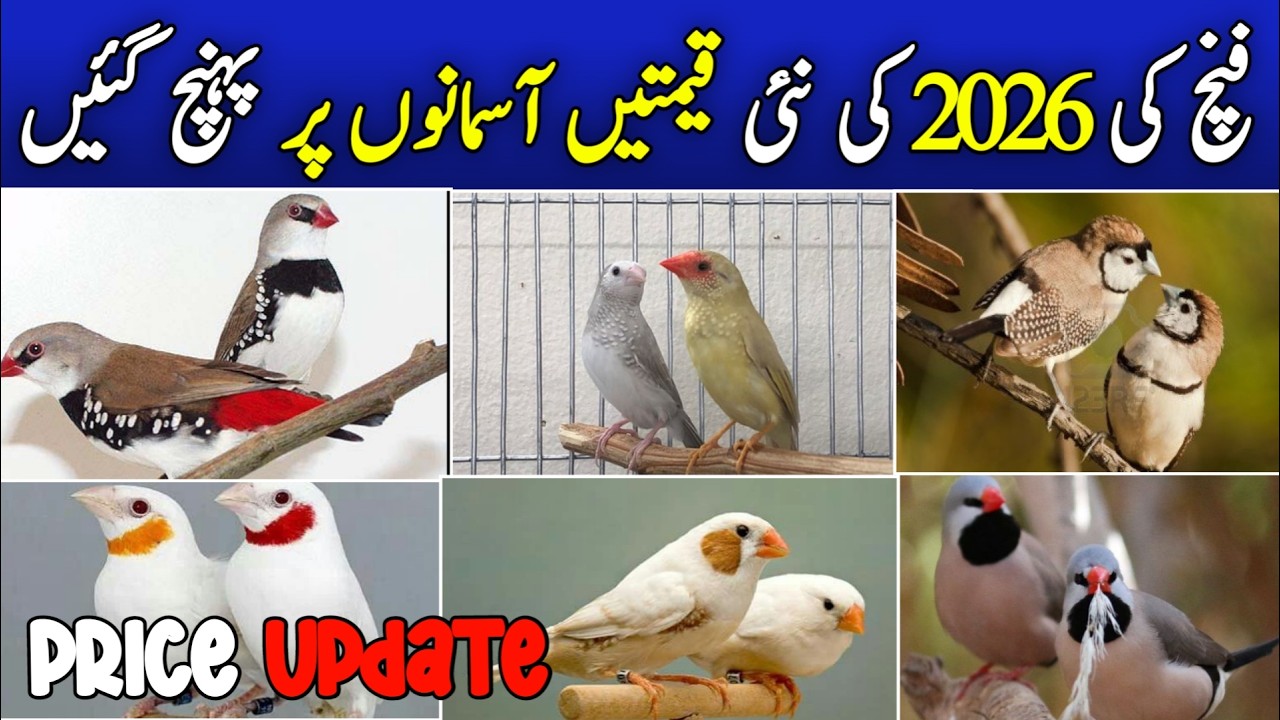 all finches new price 2026 | finches price update in pakistan | gouldiyan finch price | java finch